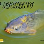 Awesome Carp Fishing Articles Posts Videos Tips and More – FishingStone.com