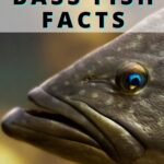 Amazing Bass Fish Facts Fishing Stone Pinterest pIN
