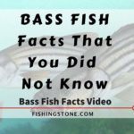 BASS FISH Facts That You Did Not Know – Bass Fish Facts Video