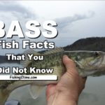 Bass Fish Facts That You Did Not Know