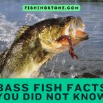Bass Fish Facts That You Did Not Know Fishing Stone
