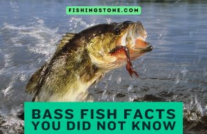 Bass Fish Facts That You Did Not Know Fishing Stone