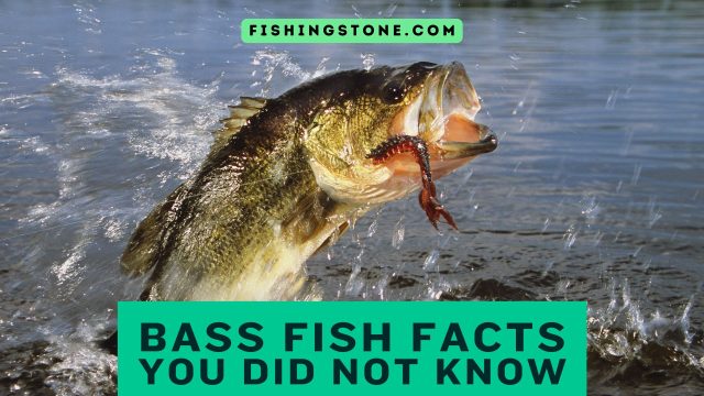 Bass Fish Facts That You Did Not Know Fishing Stone Bass Fish Facts That You Did Not Know Fishing Stone
