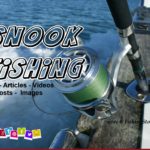 Snook Fishing Tips Articles Videos Posts Images