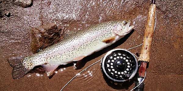 Trout Fishing in America History