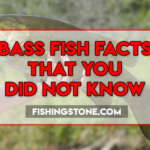 Bass Fish Facts That You Did Not Know