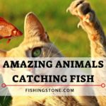 Amazing Animals Catching Big Fish Videos