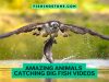 Amazing Animals Catching Big Fish Videos Fishing Stone