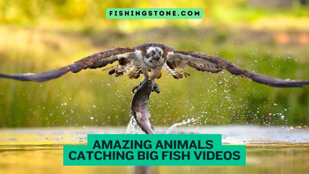 Amazing Animals Catching Big Fish Videos Fishing Stone