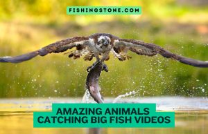 Amazing Animals Catching Big Fish Videos Fishing Stone