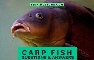 Carp Fish Questions and Answers Fishing Stone