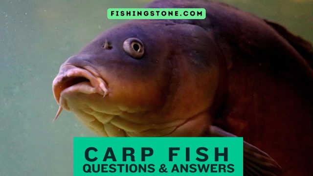 Carp Fish Questions and Answers Fishing Stone