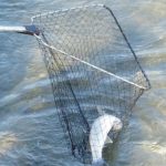 Do Not Forget Your Fishing Net When Going Fishing