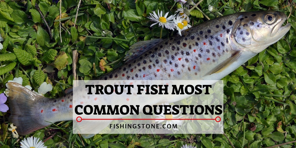 Trout Fish Most Common Questions Answered