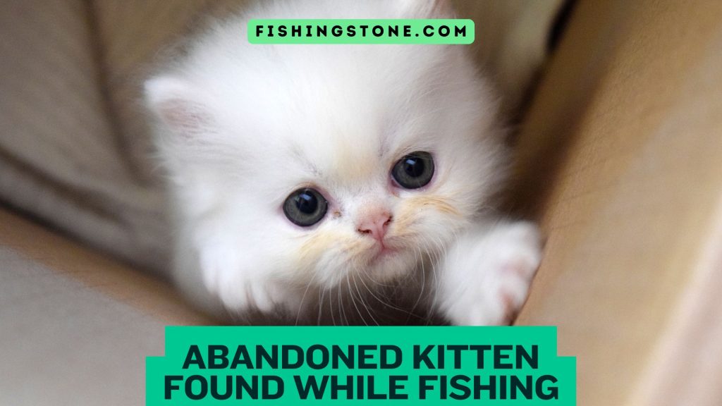 Abandoned Kitten Found While Fishing