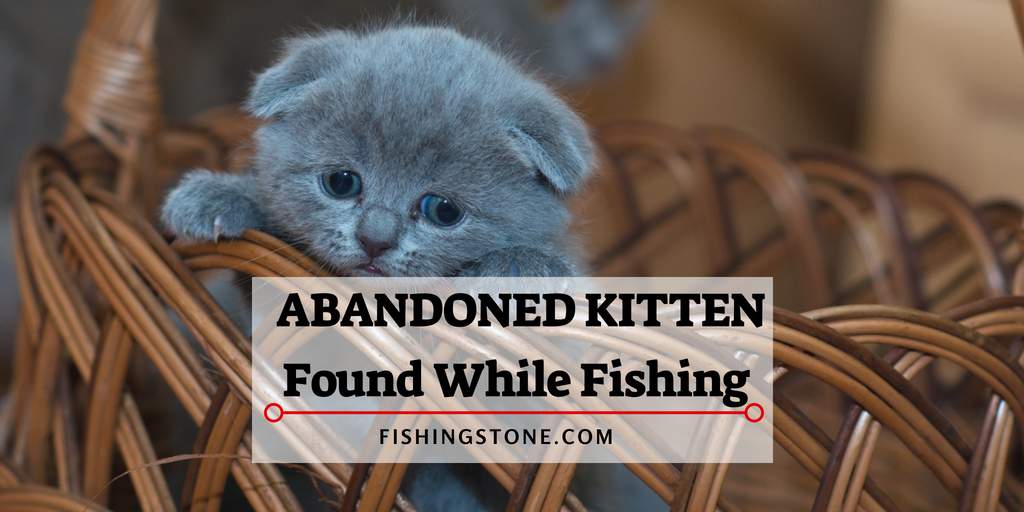 Abandoned Kitten Found While Fishing