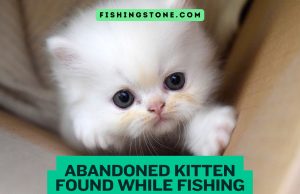Abandoned Kitten Found While Fishing Abandoned Kitten Found While Fishing