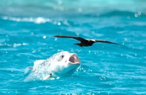 Cool Fish Eating Birds Images and Videos