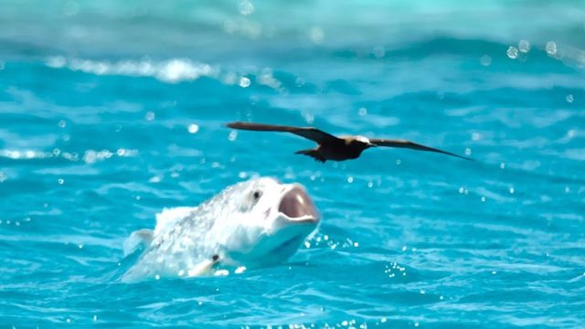 Cool Fish Eating Birds Images and Videos Cool Fish Eating Birds Images and Videos