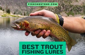 Best Trout Fishing Lures Guide for All Seasons and Water Bodies