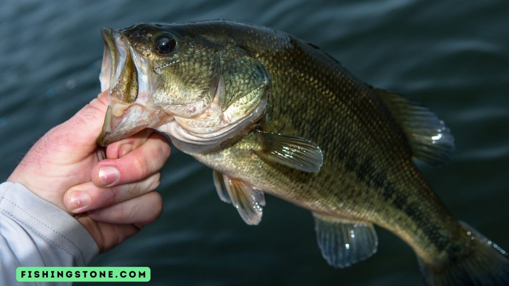 Spring Bass Fishing Lures Frequent Asked Questions