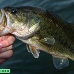 Spring Bass Fishing Lures Frequent Asked Questions