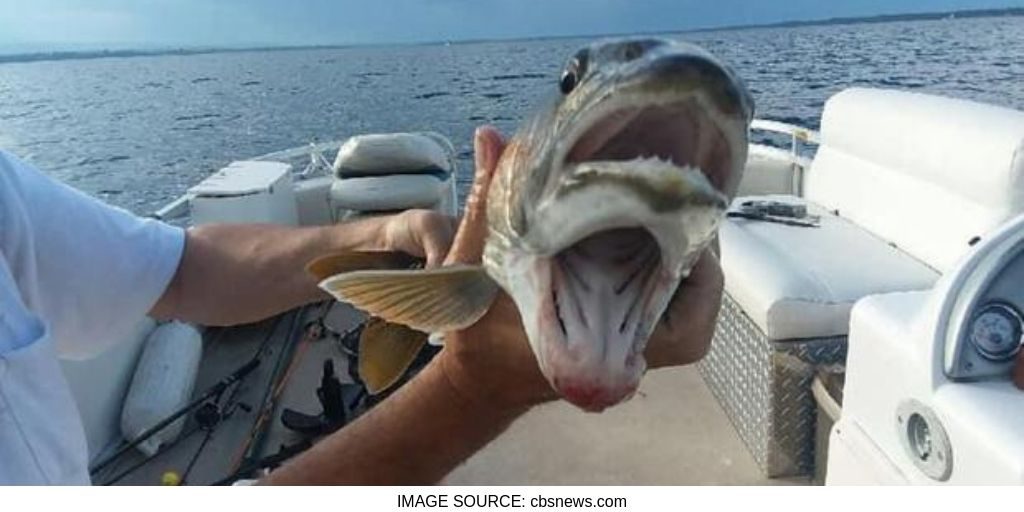 Women Catch Fish With 2 Mouths in New York