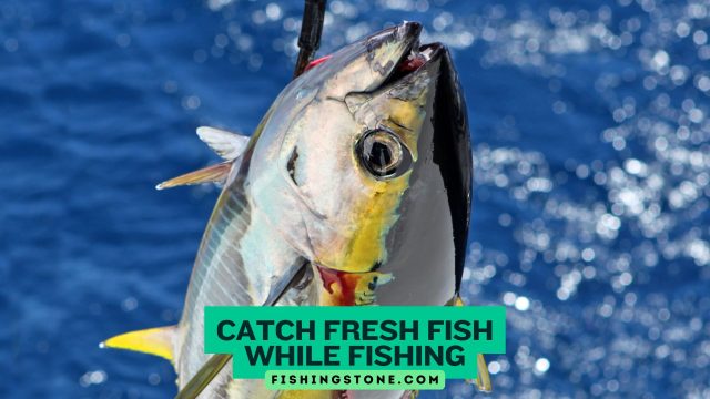 Catch Fresh Fish While Fishing
