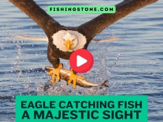 Eagle Catching Fish Videos A Majestic Sight Eagle Catching Fish Videos A Majestic Sight