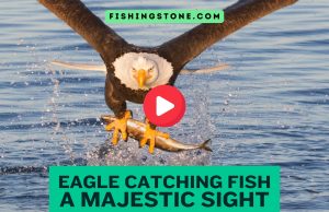 Eagle Catching Fish Videos A Majestic Sight