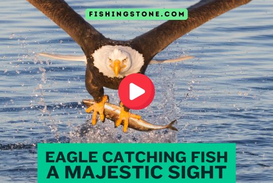 Eagle Catching Fish Videos A Majestic Sight