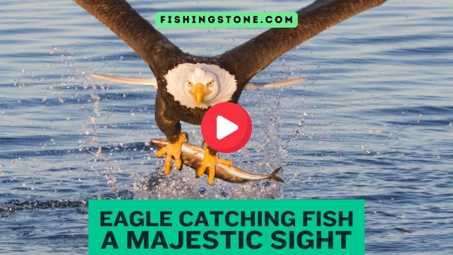 Eagle Catching Fish Videos A Majestic Sight