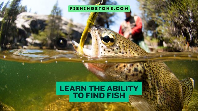Learn the Ability to Find Fish Ultimate Guide to Successful Angling