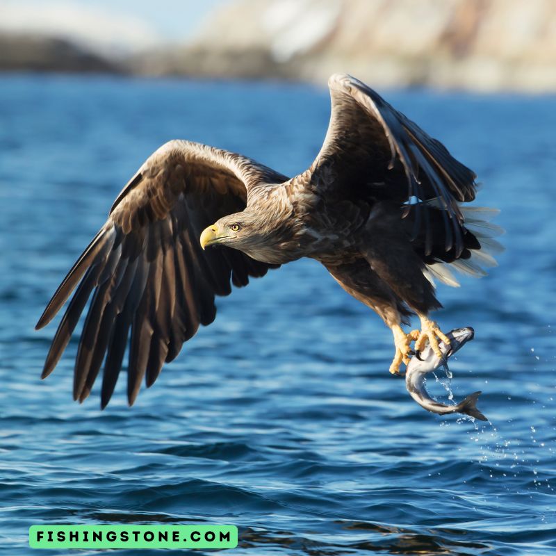 eagle catching fish images
