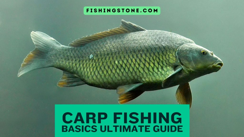 Carp Fishing Basics Your Ultimate Guide