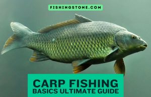 Carp Fishing Basics Your Ultimate Guide