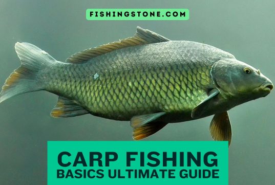 Carp Fishing Basics Your Ultimate Guide