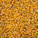 Feed Corn