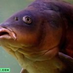 Finding the Best Spots Where the Carp Roam