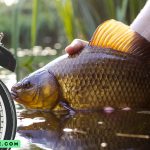 Optimal Times and Seasons for Carp Fishing