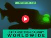 Strange Fish Caught Worldwide Videos Fishing Stone