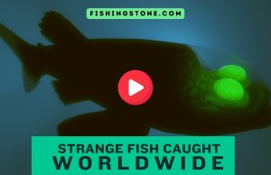 Strange Fish Caught Worldwide Videos Fishing Stone