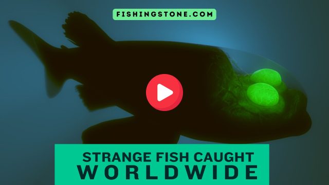 Strange Fish Caught Worldwide Videos Fishing Stone Strange Fish Caught Worldwide Videos Fishing Stone